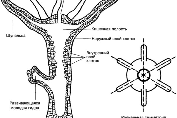 Как найти сайт кракен