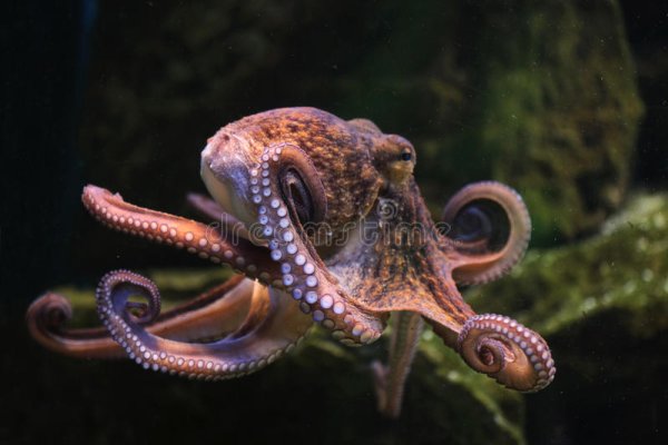 Kraken как найти ссылку
